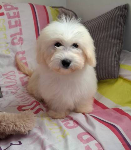 Coton du Tulear