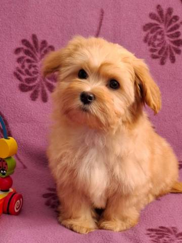 Bichon Havanais