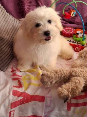 Coton de Tulear