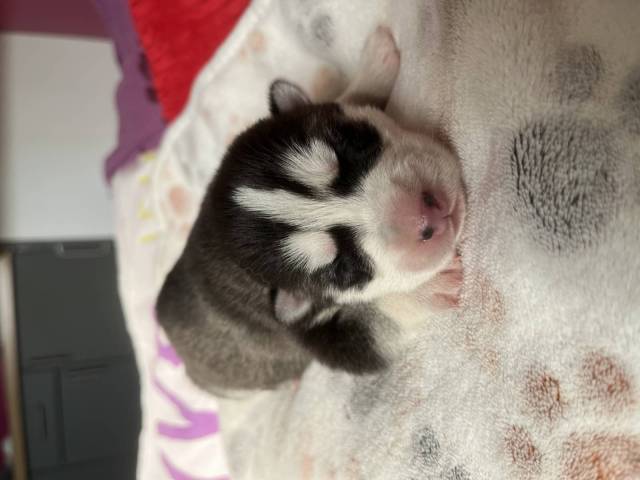 Husky de Sibérie