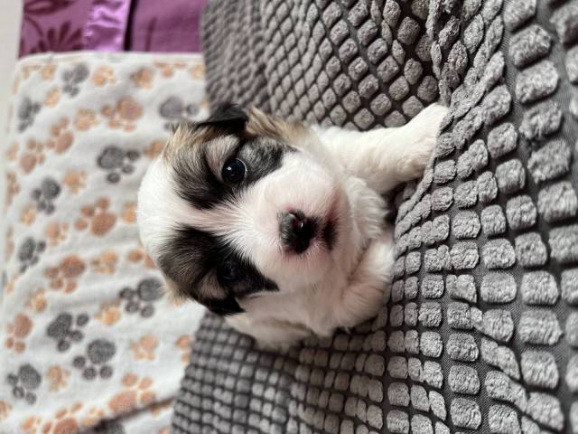 Coton du Tulear