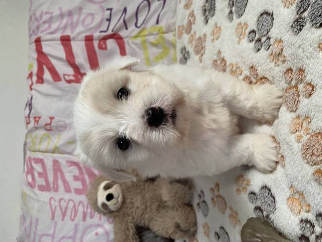 Coton de Tulear