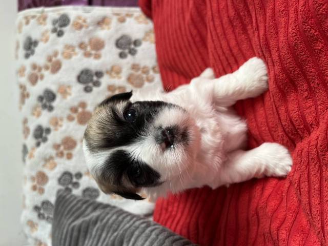 Coton du Tulear