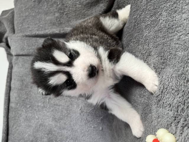 Husky de Sibrie 