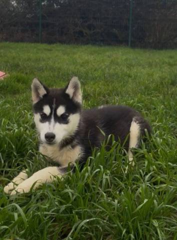 Husky de Sib�rie 