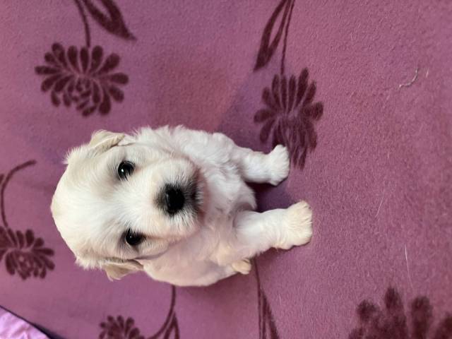 Coton du Tulear