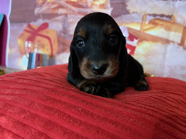 Teckel Nain  poil long