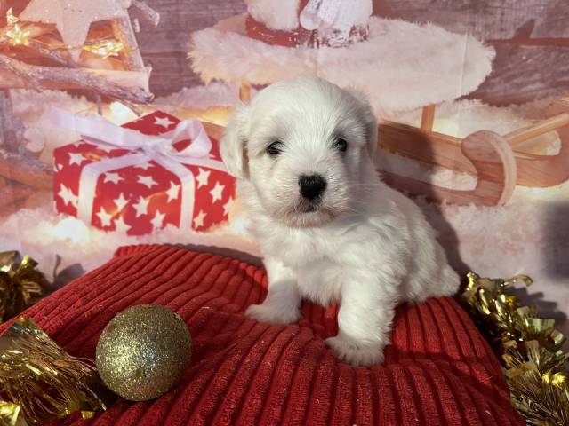 Coton du Tulear
