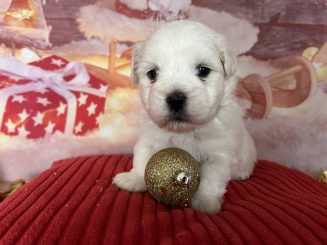 Coton du Tulear