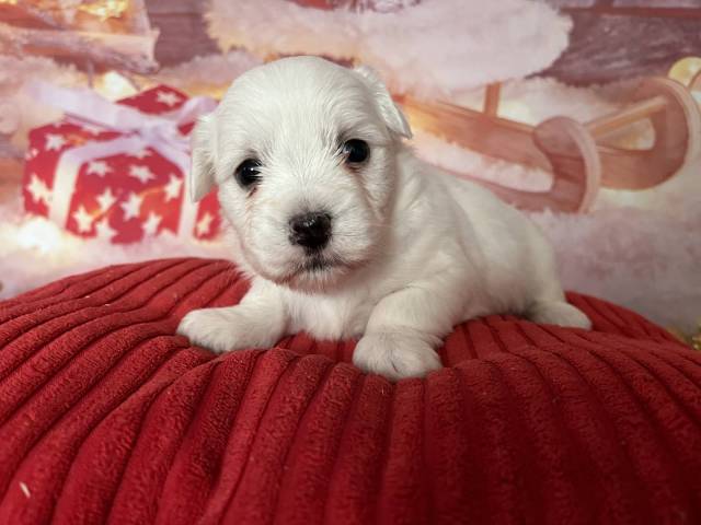Coton de Tulear