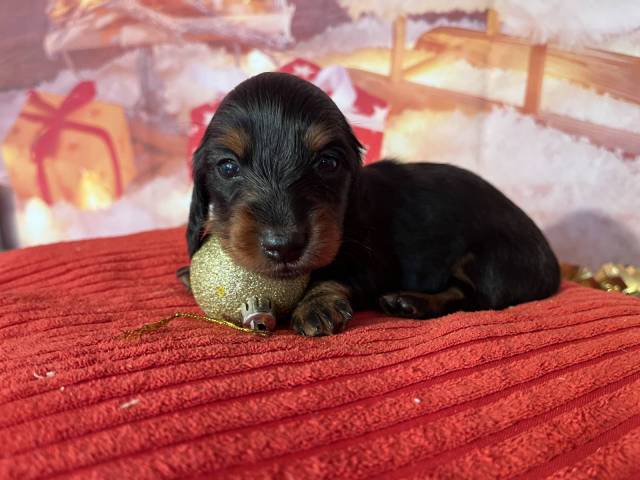 Teckel Nain � poil long