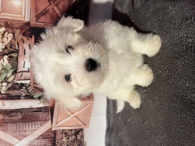 Coton du Tulear
