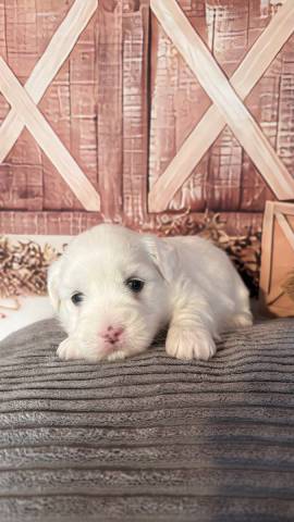 Coton du Tulear