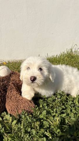 Coton du Tulear