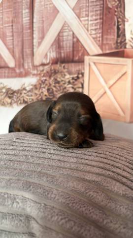 Teckel Nain � Poil Long