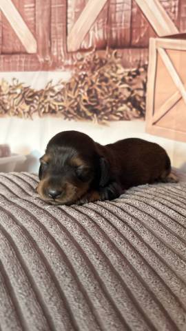 Teckel Nain � Poil Long