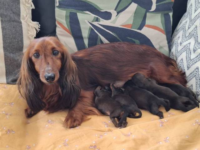 Teckel nain � poil long