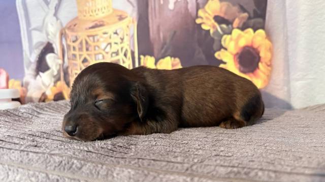 Teckel Nain � Poil Long