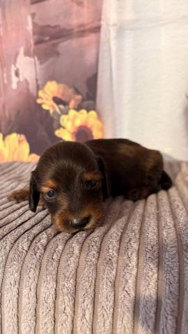 Teckel nain � poil long