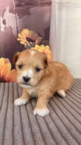 Bichon Havanais