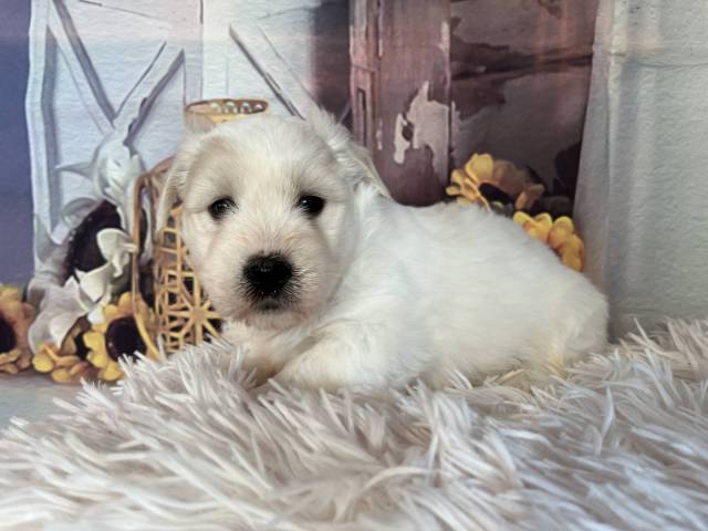 Coton du Tulear