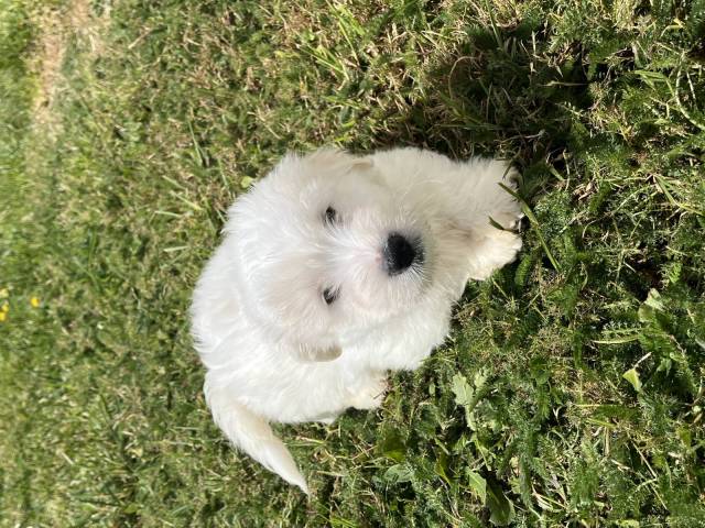 Coton du Tulear