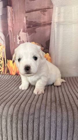 Coton du Tulear