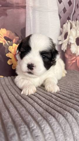 Coton du Tulear
