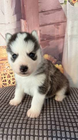 Balto
