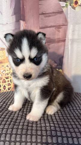 Husky de Sib�rie 