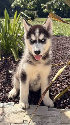 Husky de Sib�rie 
