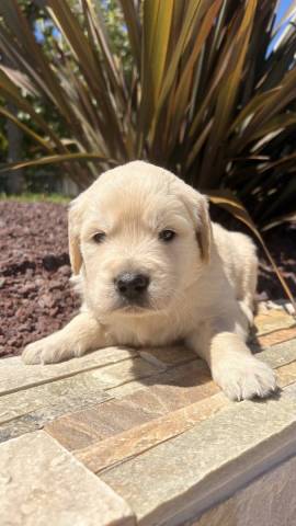 Golden Retriever 