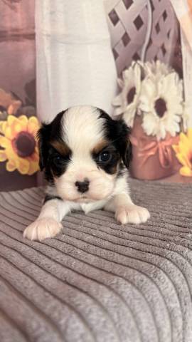 Cavalier King Charles 