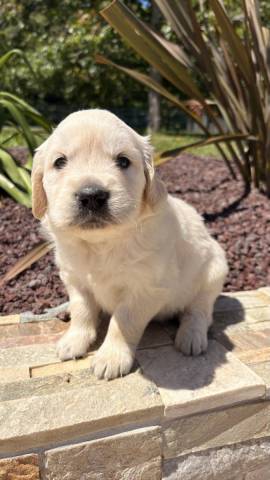 Golden Retriever 