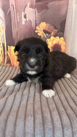 Bichon Havanais