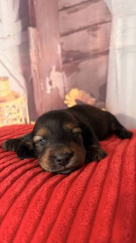 Bowie