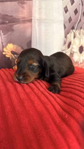 Beverlie