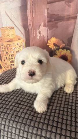 Bazil