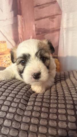 Coton du Tulear