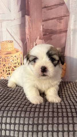 Coton du Tulear