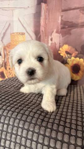 Coton du Tulear
