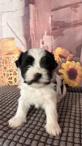 Bichon Havanais