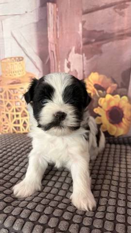 Bilbo