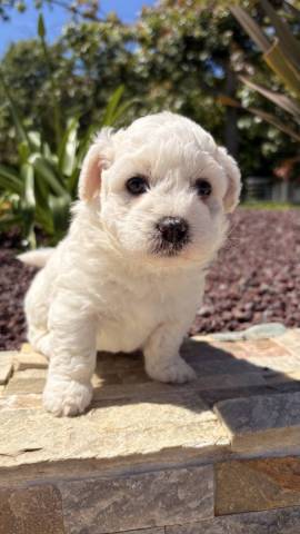 Coton de Tulear