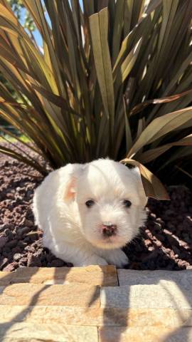Coton de Tulear