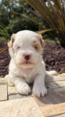 Bichon Havanais