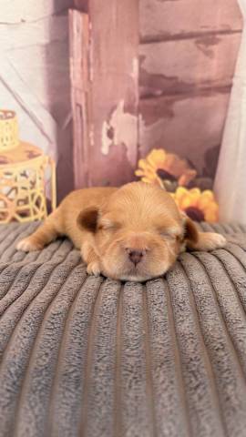 Bichon Havanais