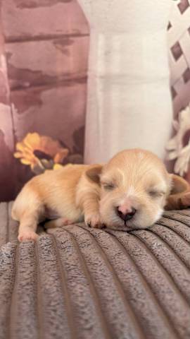 Balou