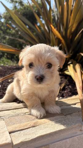 Balou