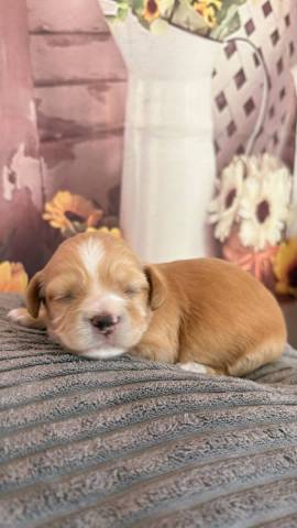 Bichon Havanais